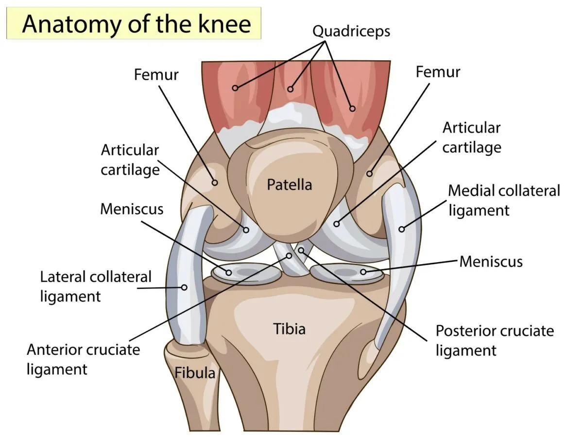 Anatomy of the knee showing the ACL, PCL, MCL, LCL, meniscus, patella, femur and tibia