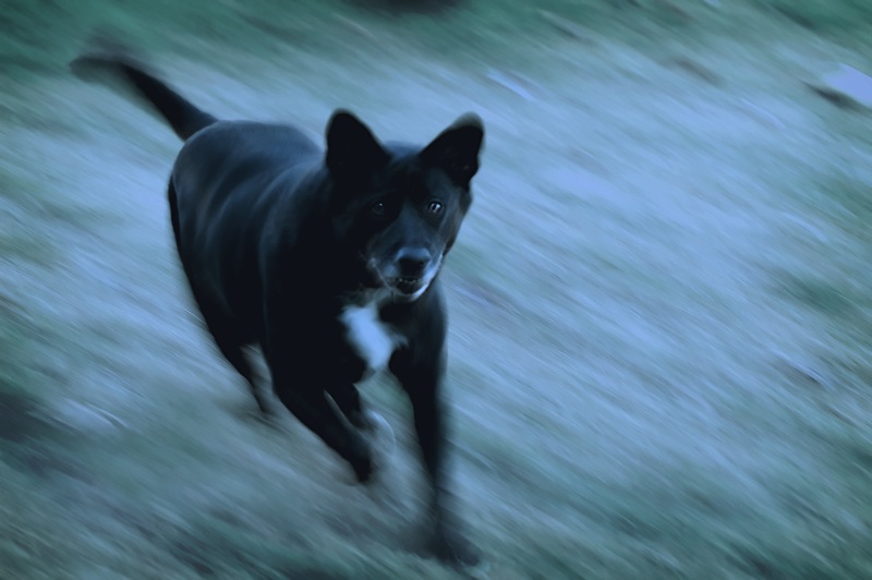 Dog bite injury attorneys — Dean & Camper P.A. personal injury lawyers