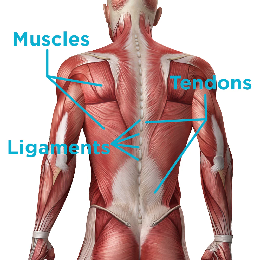 Anatomical diagram of back muscles, tendons, and ligaments &mdash; the soft tissues that get strained, sprained, or torn in a car accident